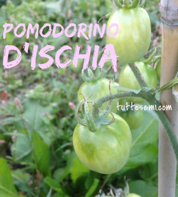 ischia Pomodoro Ischia semi