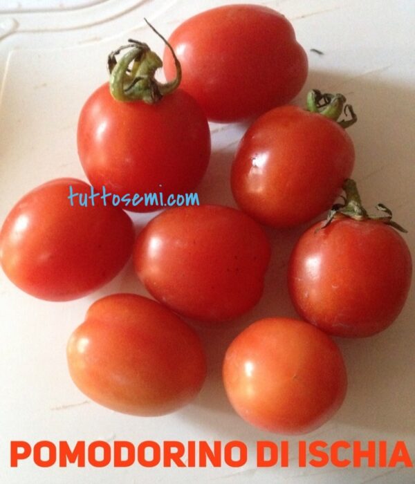 pomodorino di ischia1 (1) Pomodoro Ischia semi