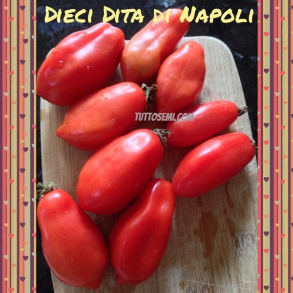 10 dita di napoli Pomodoro 10 dita di Napoli semi