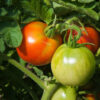Pomodoro Abraham Lincoln semi
