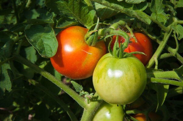 Pomodoro Abraham Lincoln semi