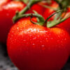 Pomodoro Amateur semi