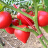 ann1 Pomodoro Anna Russian semi