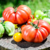 Pomodoro beefsteak semi