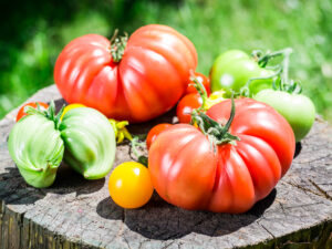 Pomodoro beefsteak semi