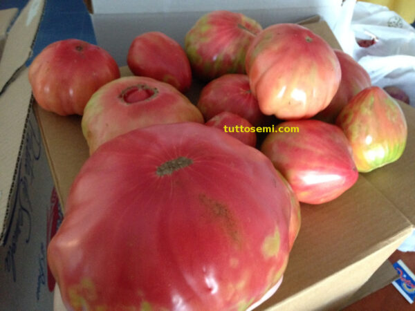 belm2 Pomodoro Belmonte Calabro Costoluto Gigante semi