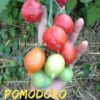 borgo cellano pomodoro semi 1 Pomodoro Borgo Celano / Borgo Cellano semi