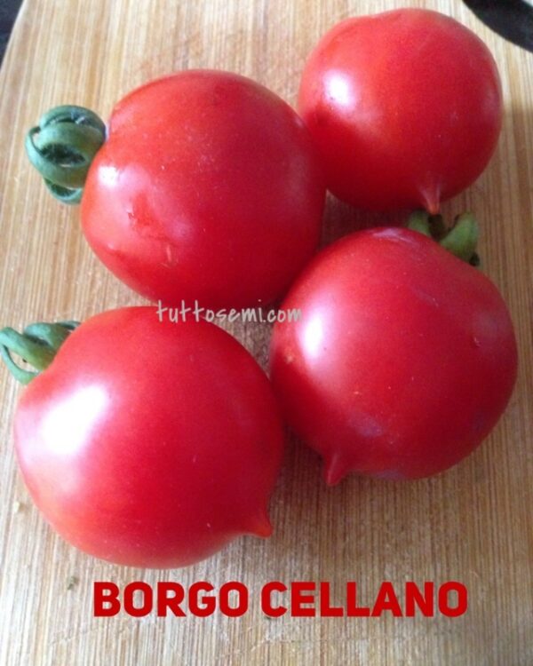 borgo cellano pomodoro semi Pomodoro Borgo Celano / Borgo Cellano semi