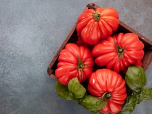 canestrino Pomodoro Canestrino di Lucca semi