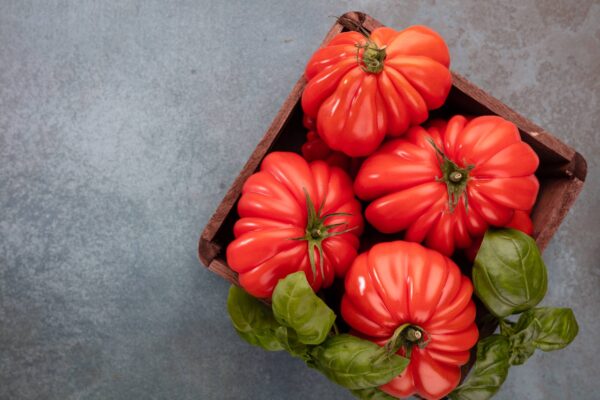 Pomodoro Canestrino di Lucca semi