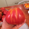cbn Pomodoro Cuore di Bue di Nizza semi