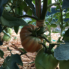cbn1 Pomodoro Cuore di Bue di Nizza semi