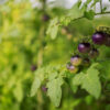 Different types of tomatoes. Harvest of tomato varieties Pomodoro Ciliegino Blu / Blue berry