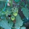 Pomodoro Corbarino semi