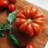 Pomodoro Costoluto Fiorentino semi