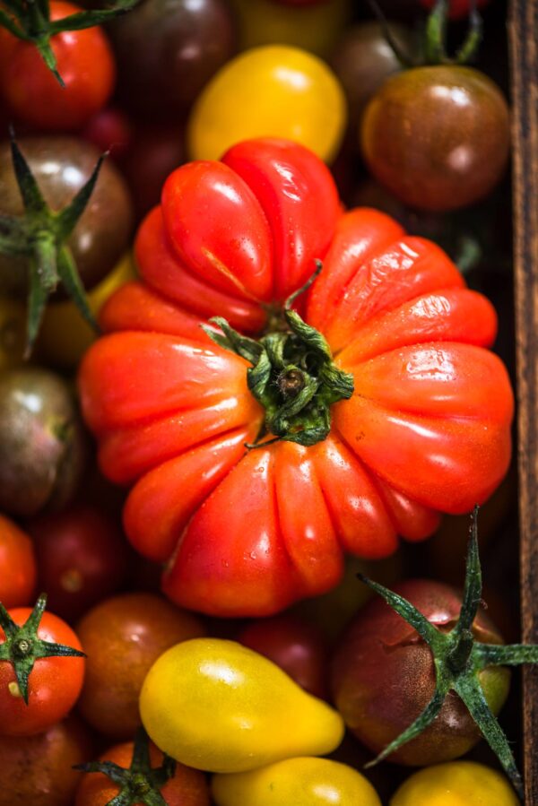 Pomodoro Costoluto Fiorentino semi