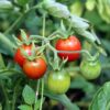 poce Pomodoro Cerise semi