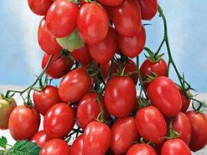 raspom Pomodoro Datterino Raspberry semi