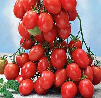 raspom Pomodoro Datterino Raspberry semi