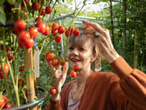 DAVIS tomato Pomodoro Dattero Davis UC Gordie Hanna semi