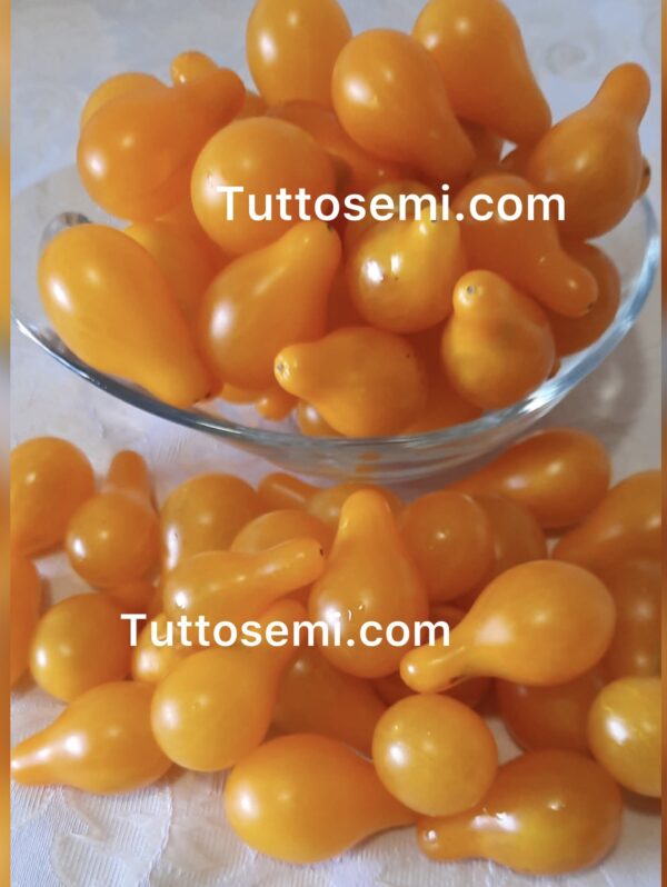 Pomodoro Lampadina Giallo semi