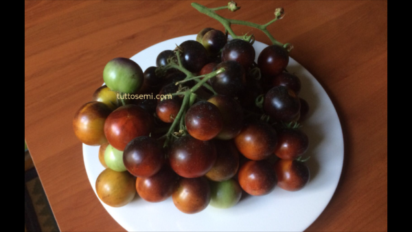 chd1 Pomodoro Indigo Cherry Drops semi