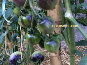 Pomodoro Indigo Cherry Drops semi