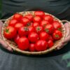 Pomodoro di Colgar  semi