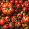 pomodori rario Pomodoro Selezione Antica Spagna Varieta' Miste semi