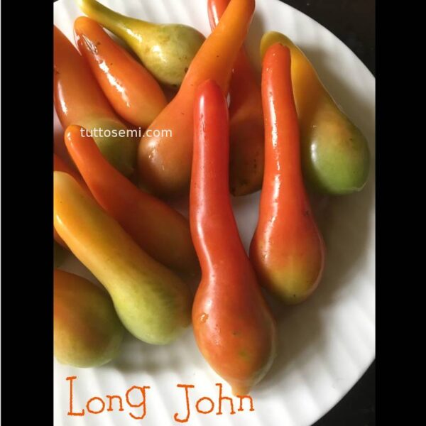 lonj1 Pomodoro Long John semi