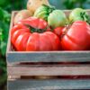 marmande Pomodoro Marmande semi