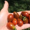 perc Pomodoro Perino Cioccolato