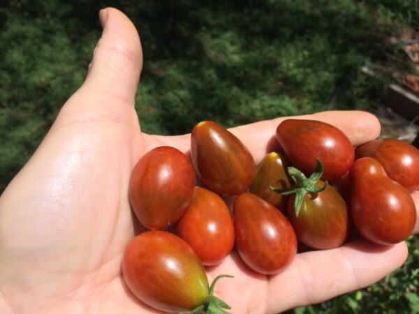 perc Pomodoro Perino Cioccolato