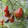 perino cioccolato2 Pomodoro Perino Cioccolato