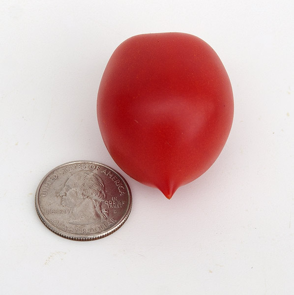 pien1 Pomodoro Piennolo del vesuvio di Agerola semi