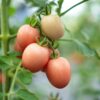 pink thai tomatoes-that-are-cultivated-in-modern-greenhouses-2023-11-27-04-49-04-utc (1) Pomodoro Rosa della Tailandia semi