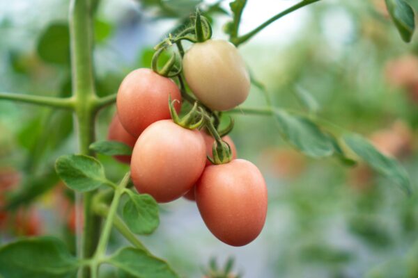pink thai tomatoes-that-are-cultivated-in-modern-greenhouses-2023-11-27-04-49-04-utc (1) Pomodoro Rosa della Tailandia semi