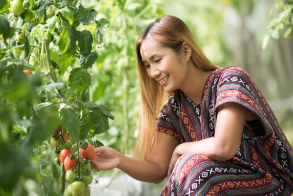 pink thaio women-farmer-checking-tomato-on-tomato-farm-2023-11-27-05-07-39-utc (1) Pomodoro Rosa della Tailandia semi