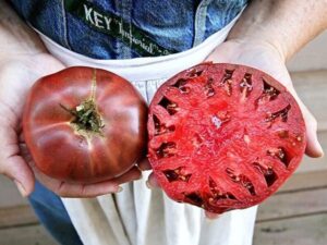 poche Pomodoro Cherokee Purple semi