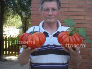 pomodoro gigante tut Pomodoro Gigante Buono di Alessandro da gara semi