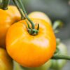 ponde (2) Pomodoro Ponderosa giallo da serbo siccagno semi