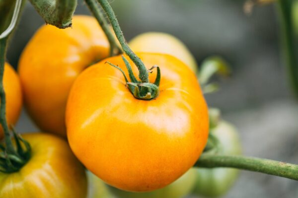 ponde (2) Pomodoro Ponderosa giallo da serbo siccagno semi