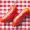 san marzano Pomodoro San Marzano Alto semi
