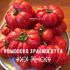 Pomodoro Spagnoletta di Formia e Gaeta semi