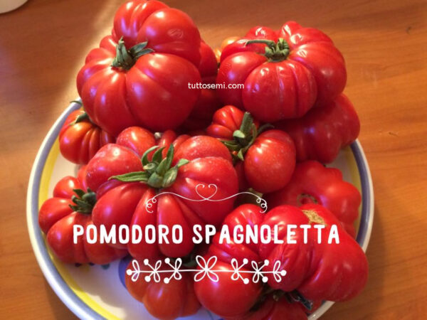 Pomodoro Spagnoletta di Formia e Gaeta semi