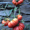 Pomodoro Spagnoletta di Formia e Gaeta semi
