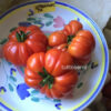Pomodoro Spagnoletta di Formia e Gaeta semi