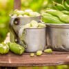 Edamame Green Shell Semillas