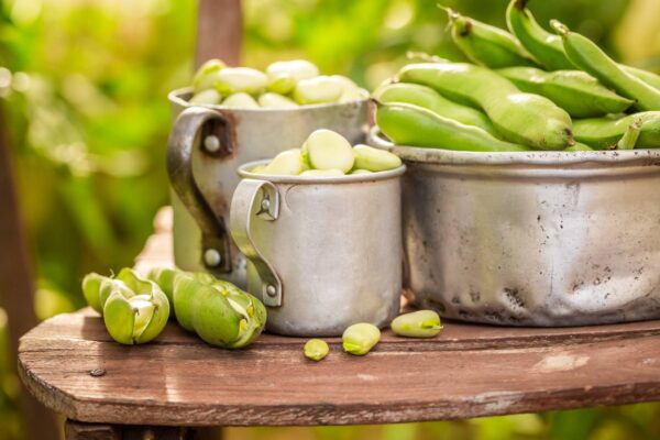 Edamame Green Shell Semillas