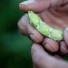 Edamame Green Shell Semillas